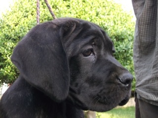 Dei Gladiatori Di Lou Ambra - FOR SALE - CHIOTS A VENDRE