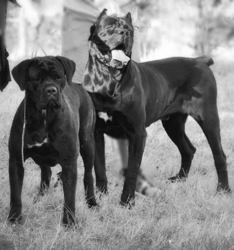 Dei Gladiatori Di Lou Ambra - Cane Corso - Portée née le 12/10/2013