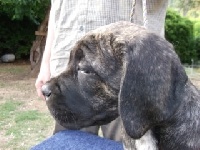 Dei Gladiatori Di Lou Ambra - Cane Corso - Portée née le 03/04/2012